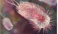 Ixtapa Mexican Restaurant E. coli outbreak WA State